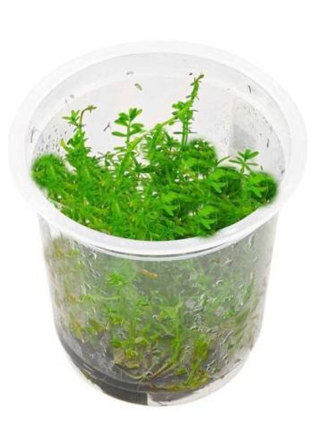 Rotala-sp-Bangladesh-TC-IC392-img1