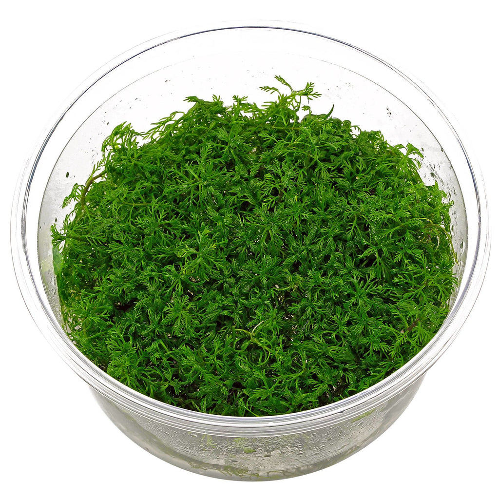 Myriophyllum Mattogrossense TC – IC406 img