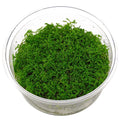 Myriophyllum Mattogrossense TC – IC406 img