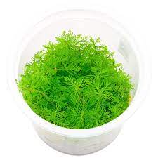 Myriophyllum Mattogrossense TC – IC406 img1