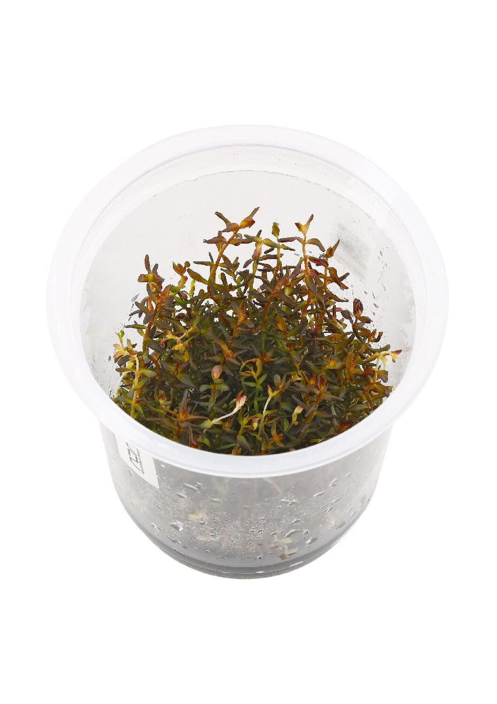 IC438-Rotala-Macrandra-sp-Mini-TC (1)