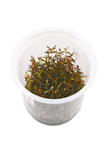 IC438-Rotala-Macrandra-sp-Mini-TC (1)