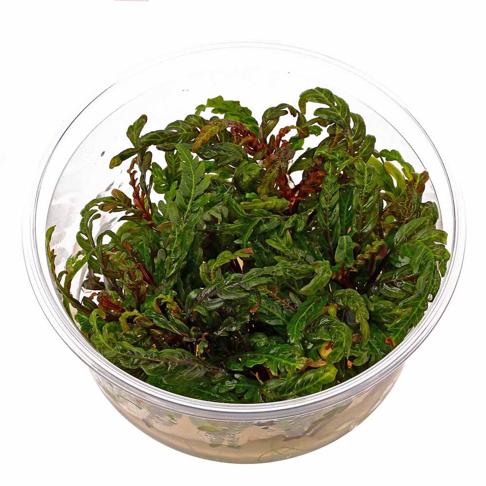 IC497 – Hygrophila Pinnatifida UK