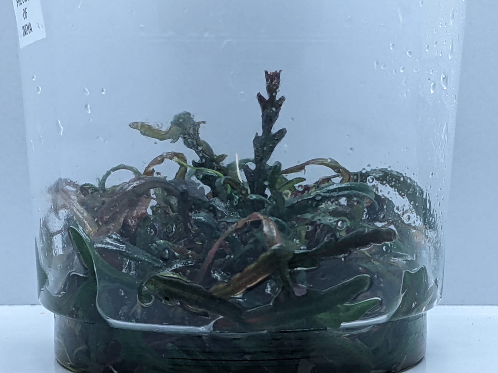 WhatsApp Image 2022-01-01 at 12.38.57 PM (2)