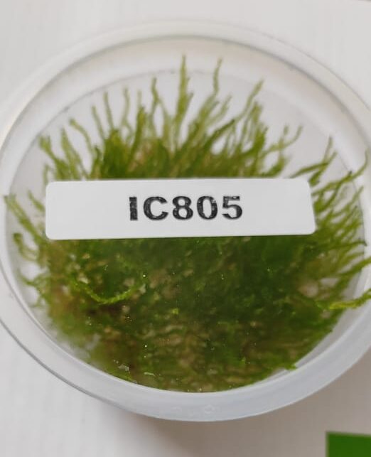 IC805 – Taxiphyllum SP Flame Moss – TC
