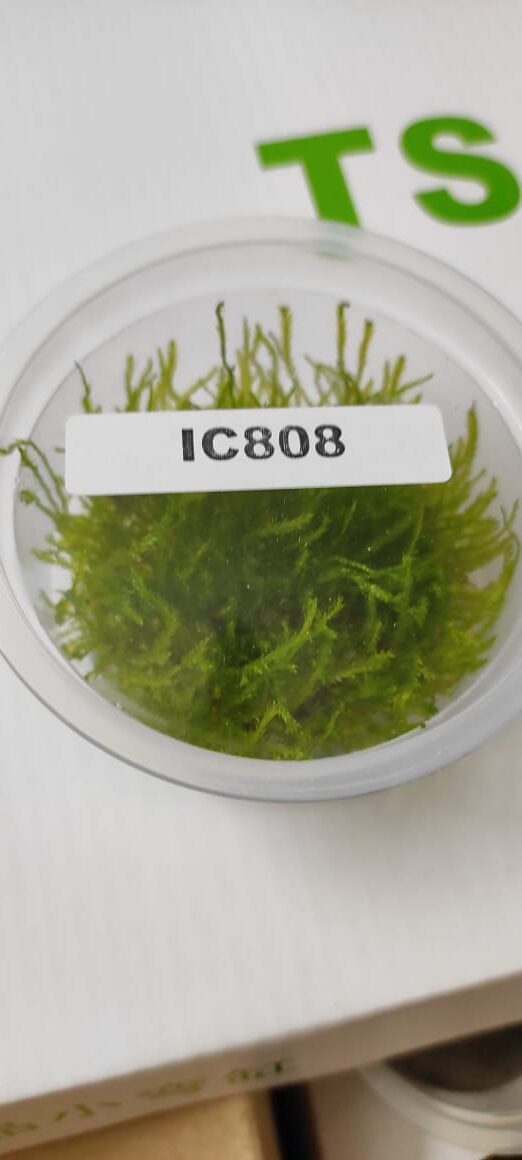 IC808 – Taxiphyllum SP Peacock Moss – TC