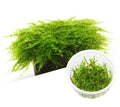 IC809 – Vesicularia Montagnei Christmas Moss – TC