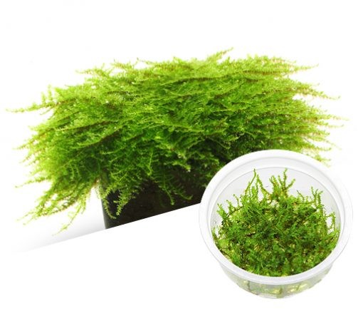 IC809 – Vesicularia Montagnei Christmas Moss – TC