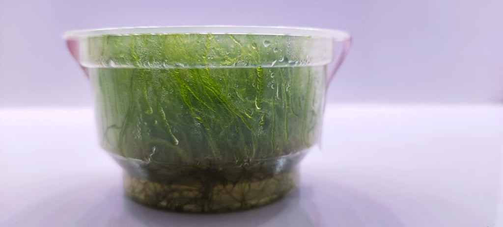 Taxiphyllum Barbieri TC - IC812