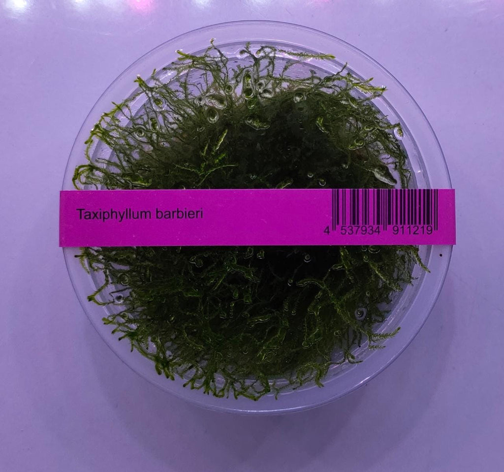 Taxiphyllum Barbieri TC - IC812