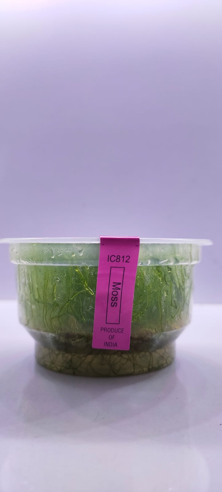 Taxiphyllum Barbieri TC - IC812