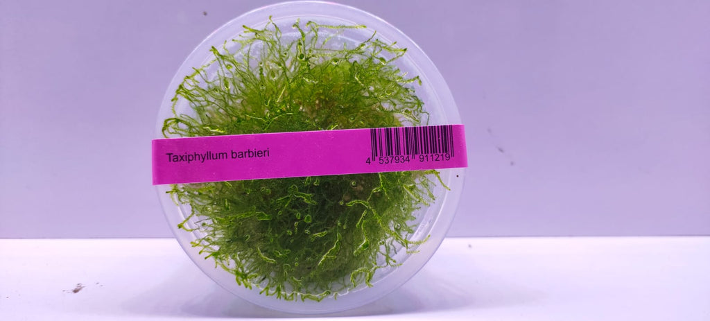 Taxiphyllum Barbieri TC - IC812