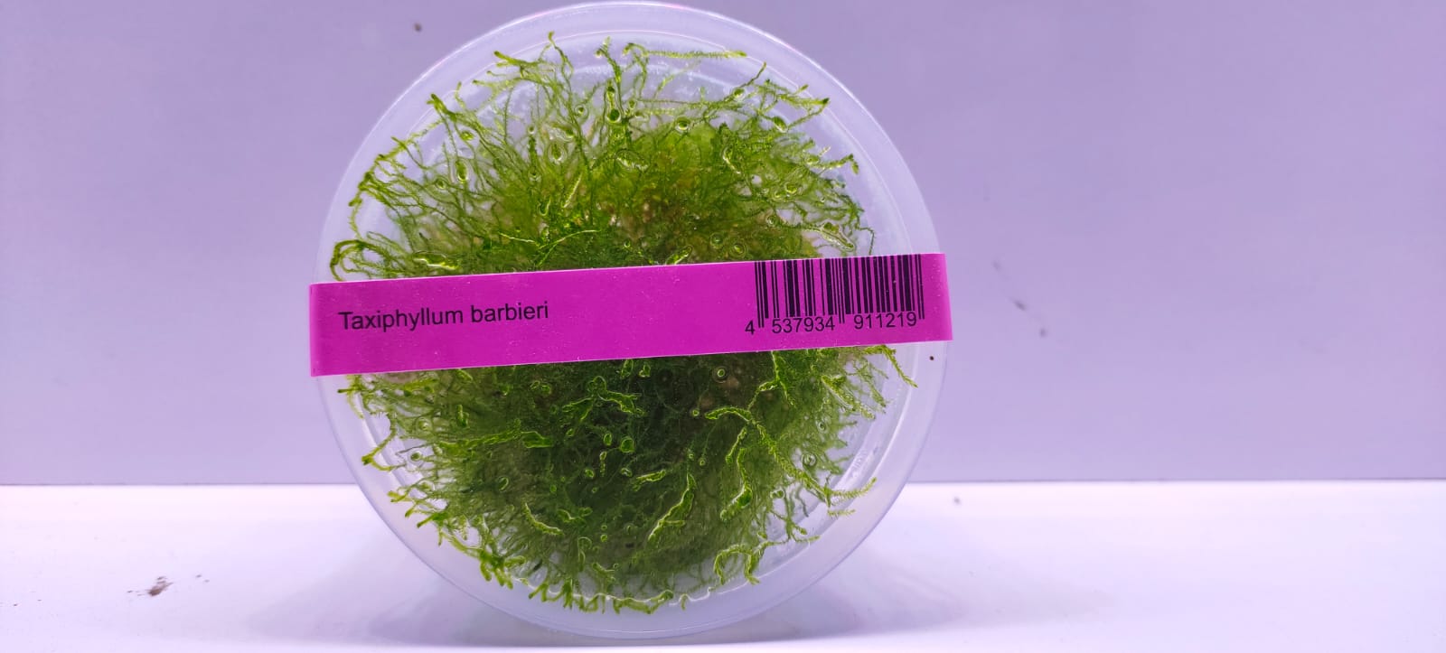 Taxiphyllum Barbieri TC - IC812