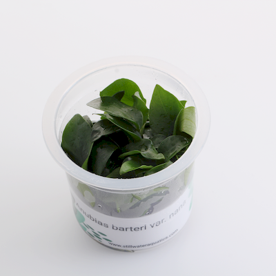 ADA Anubias Barteri var. Nana – MK050 img1