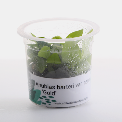 ADA Anubias Barteri var. Nana ‘Gold’ – MK052 img