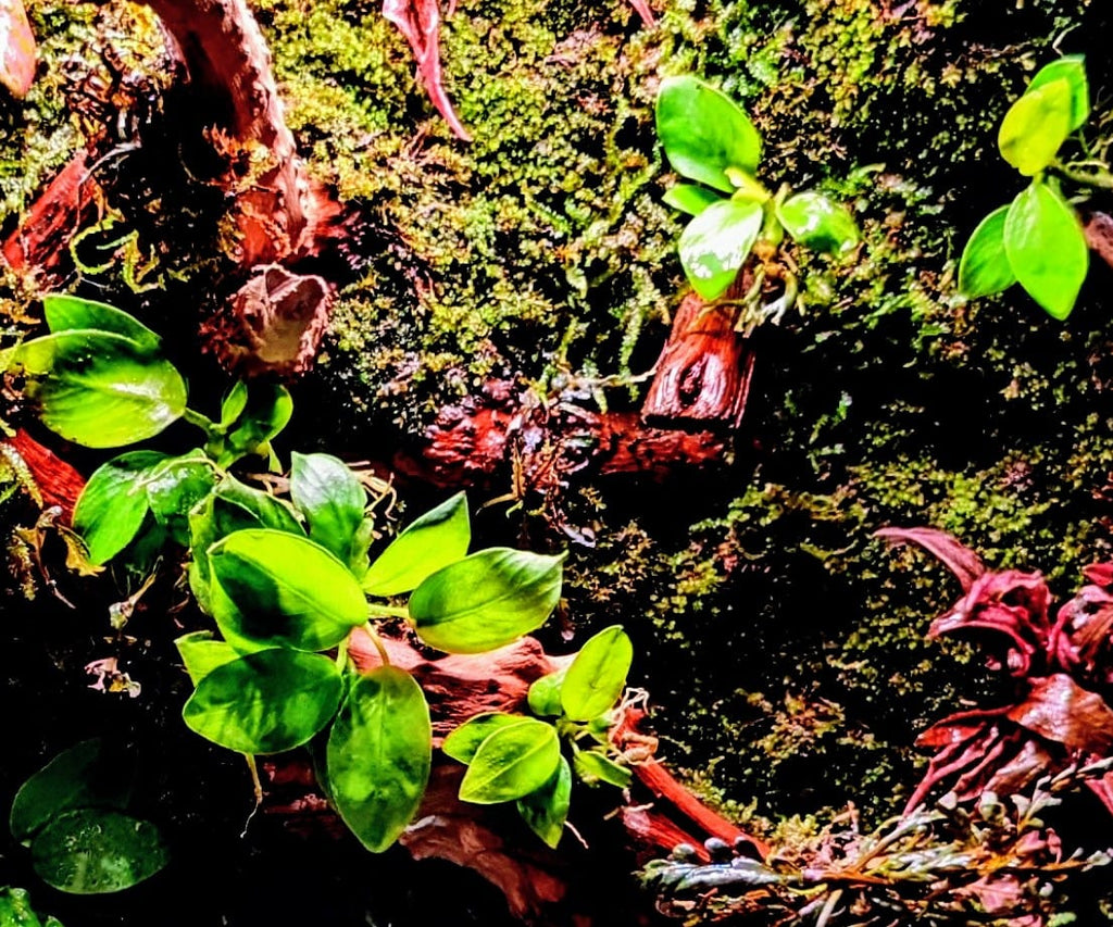 Anubias Barteri var. Nana ‘Gold’