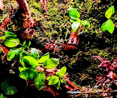 Anubias Barteri var. Nana ‘Gold’