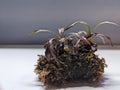 Hemigraphis colorata