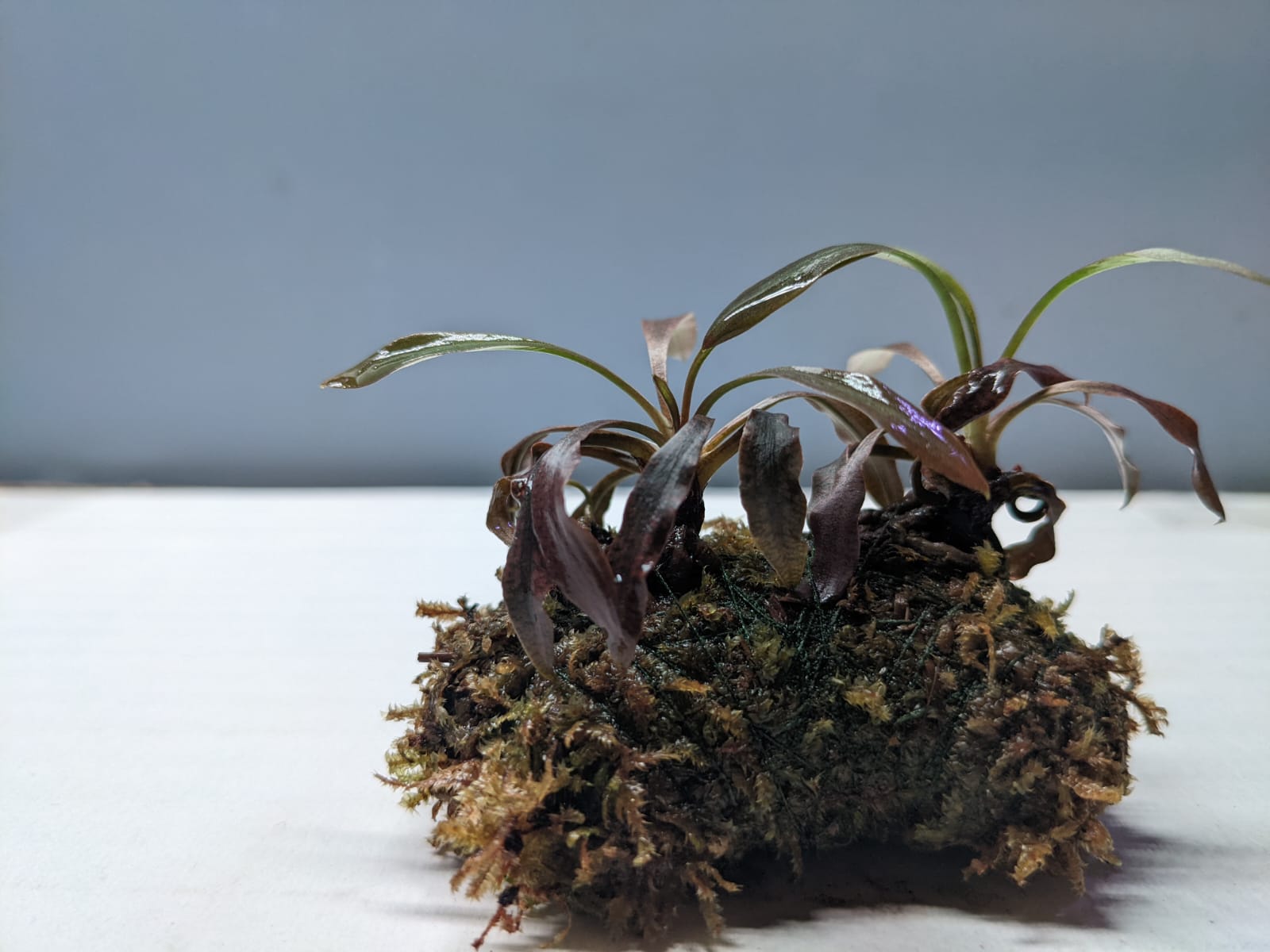 Hemigraphis colorata