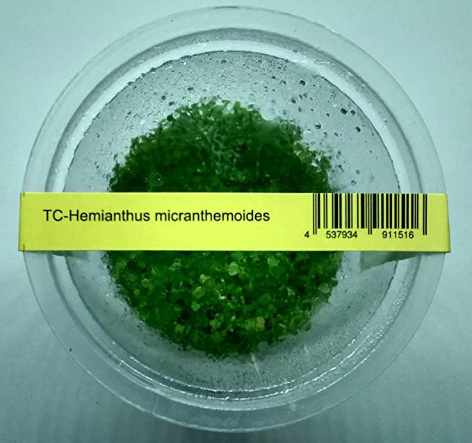 Hemianthus micranthemoides
