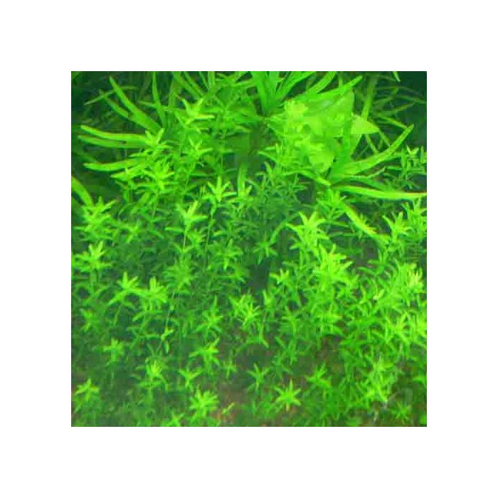 Hemianthus micranthemoides1