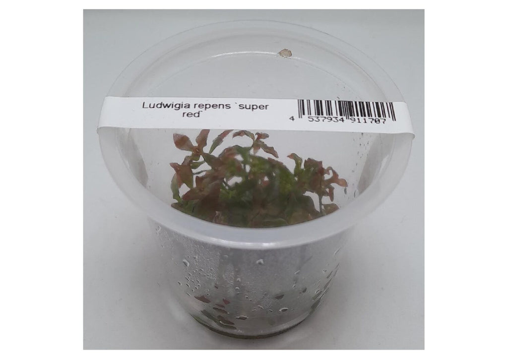 Ludwigia-Repens-‘Super-Red-IC407-img