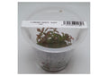 Ludwigia-Repens-‘Super-Red-IC407-img