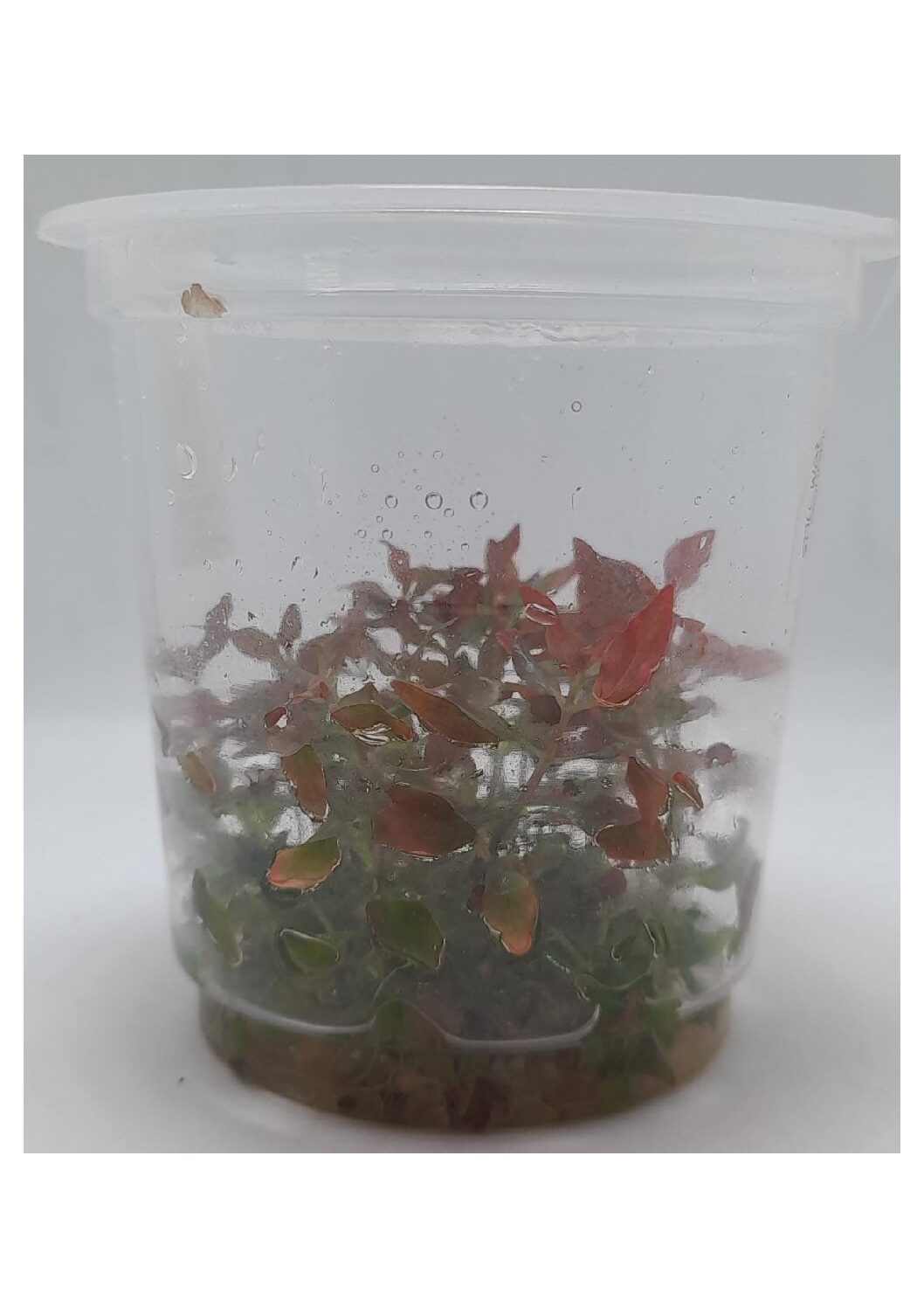 Ludwigia-Repens-‘Super-Red-IC407-img1