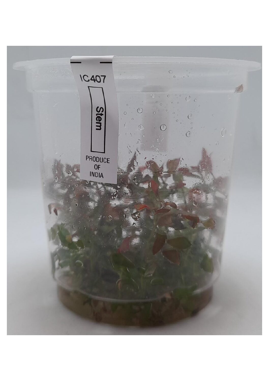 Ludwigia-Repens-‘Super-Red-IC407-img2