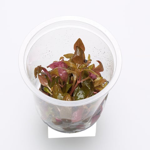 Alternanthera reineckii