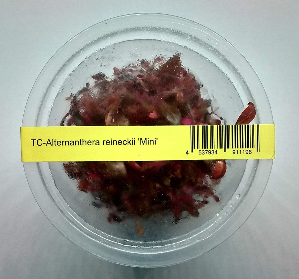 Alternanthera reineckii