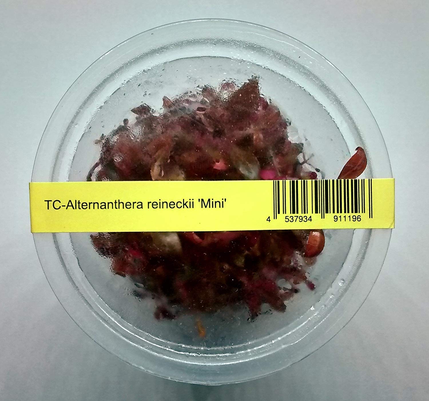 Alternanthera reineckii