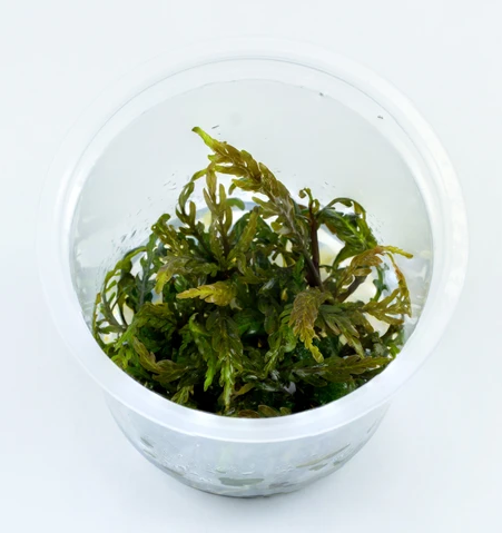 Hygrophila pinnatifida