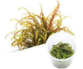 Hygrophila pinnatifida TC - IC202