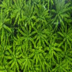 Pogostemon
