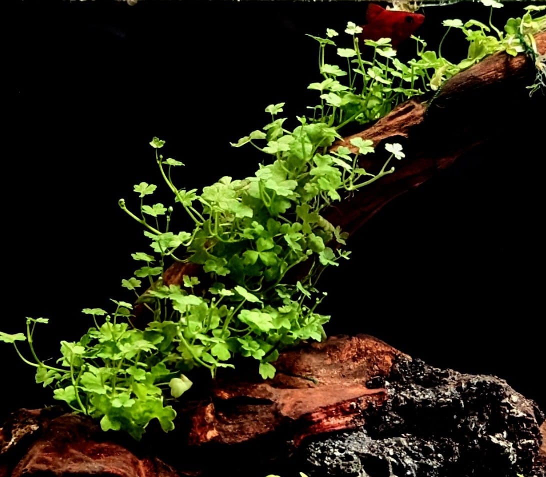 Hydrocotyle Tripartita Mini