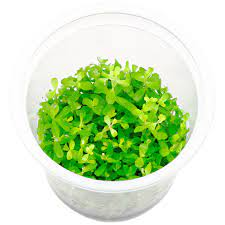 Rotala Macrandra Bangladesh