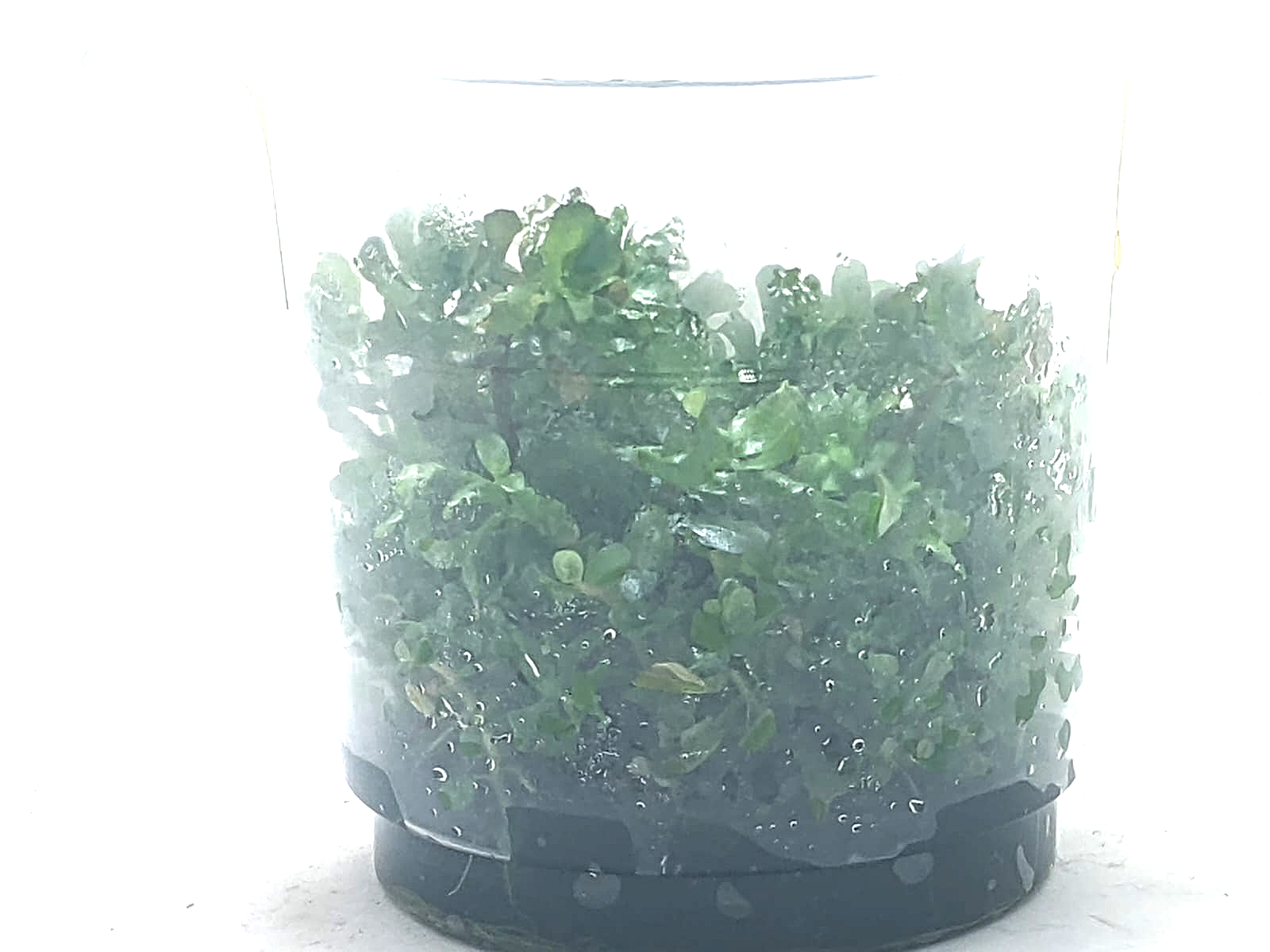 Rotala Macrandra Bangladesh