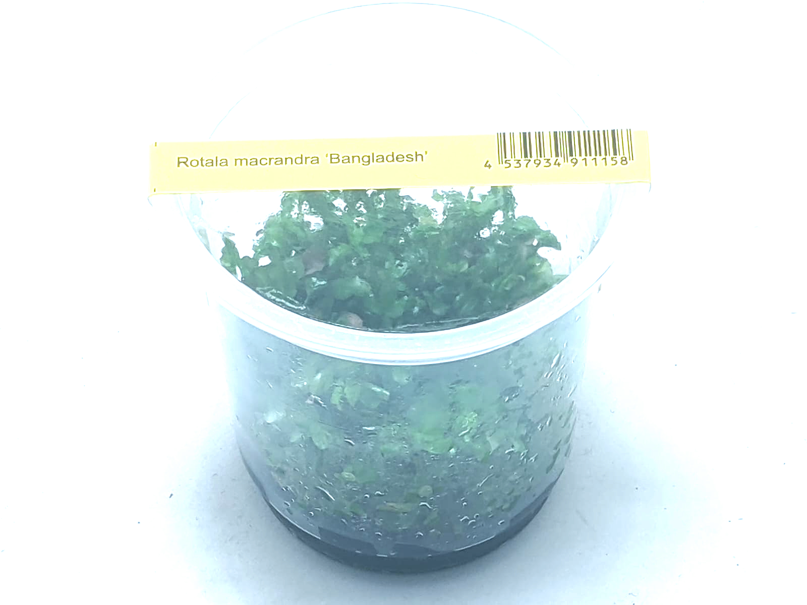 Rotala Macrandra Bangladesh