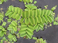 Salvina natans Floating Plant