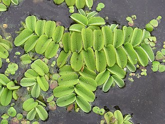 Salvina natans Floating Plant