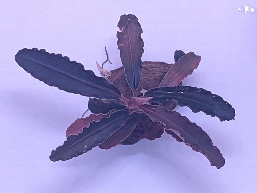 Bucephalandra Godzilla - Wabi Kusa