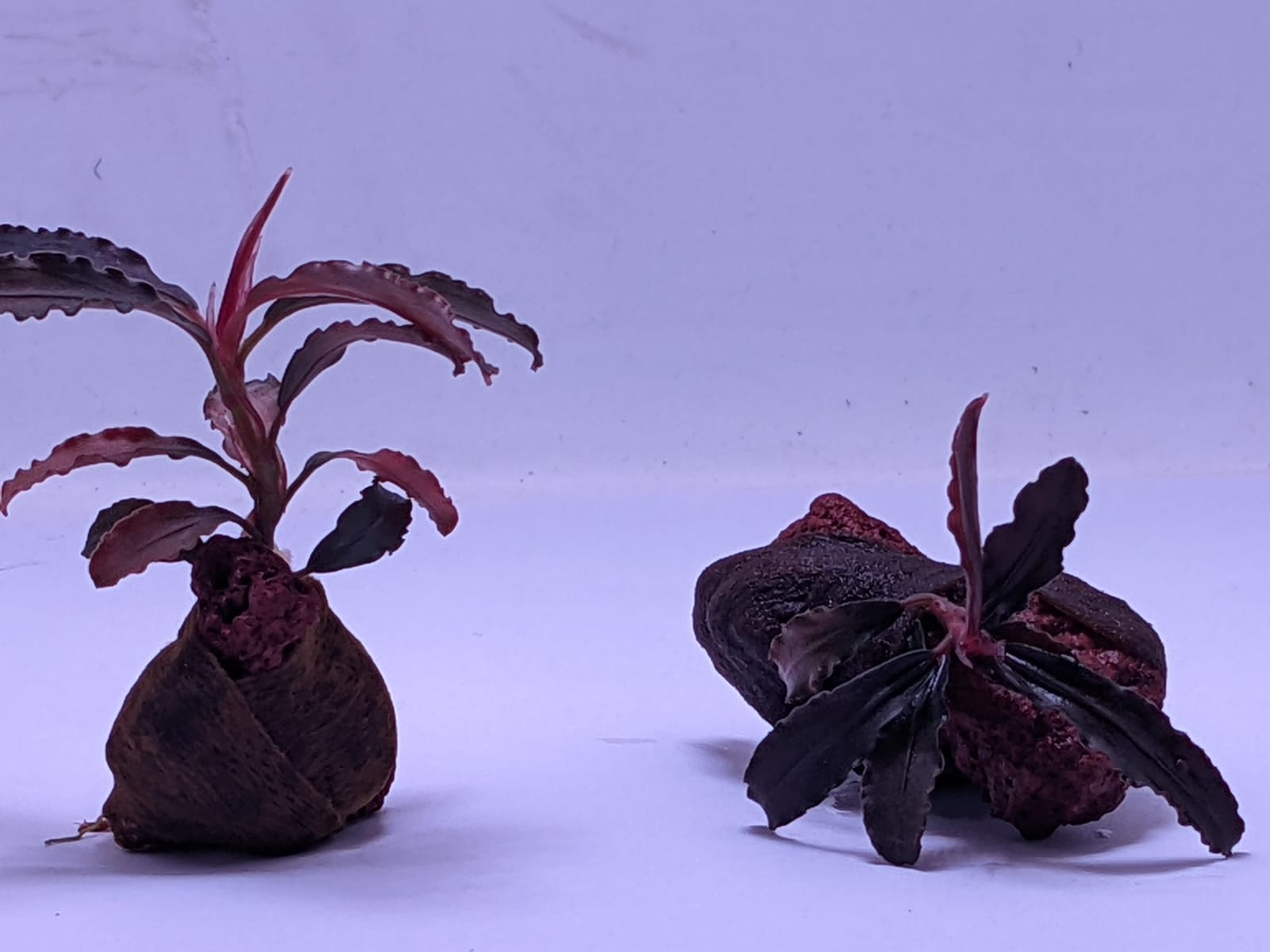 Bucephalandra Godzilla - Wabi Kusa