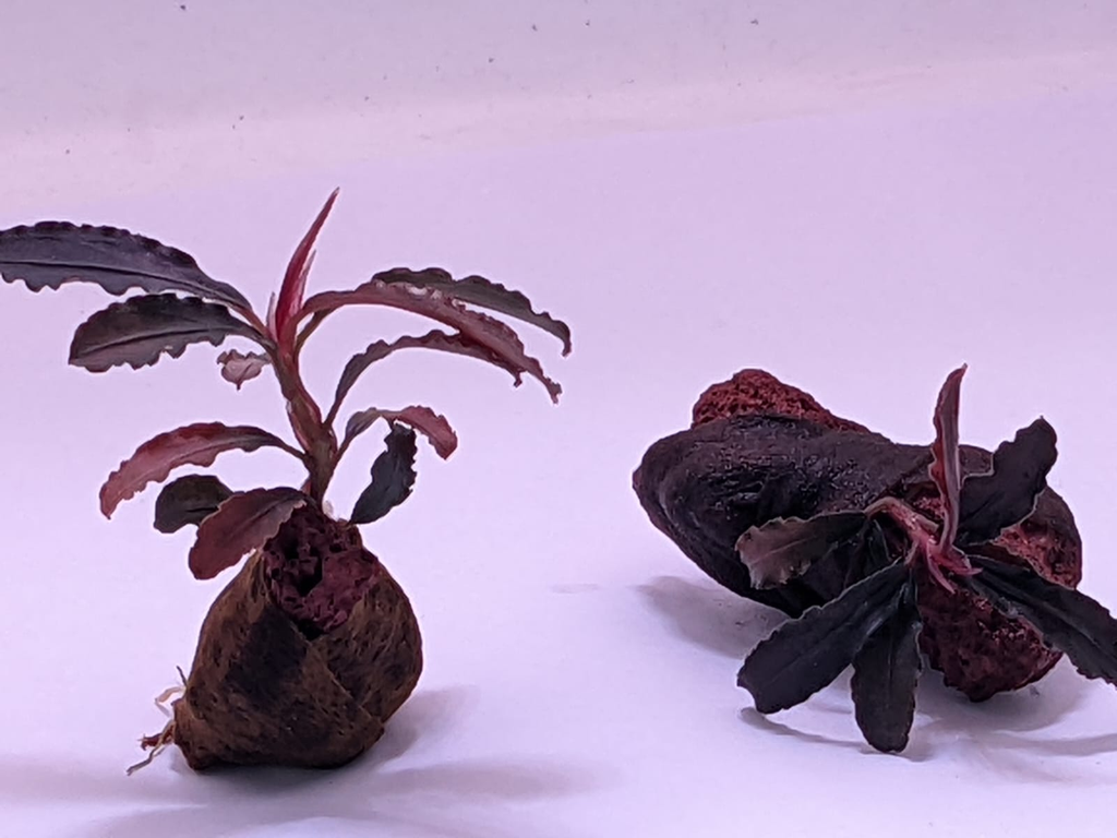 Bucephalandra Godzilla - Wabi Kusa