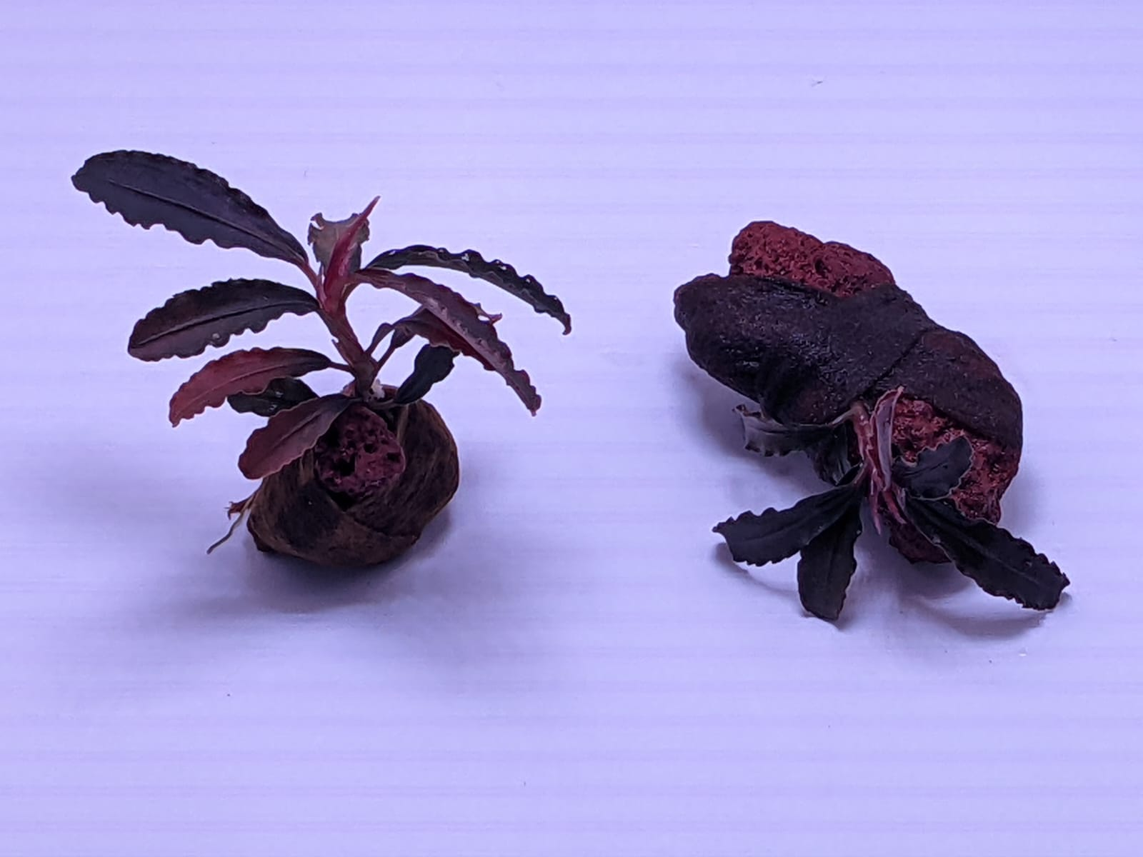 Bucephalandra Godzilla - Wabi Kusa