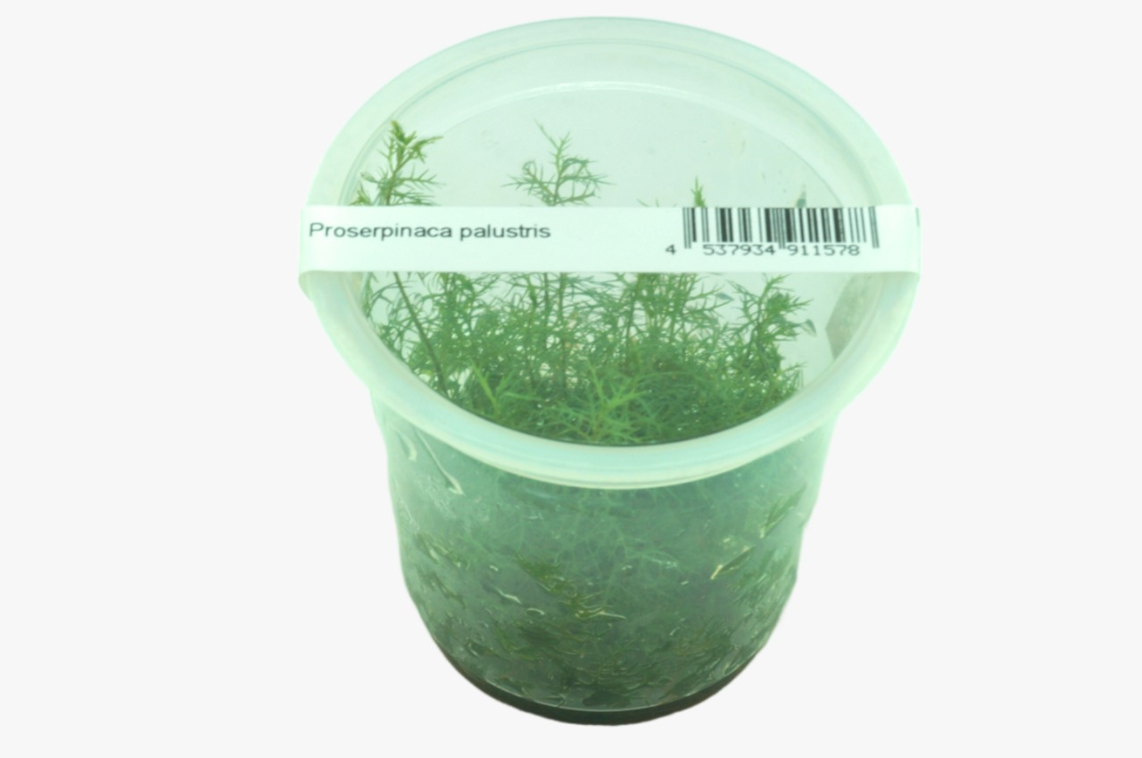 Proserpinaca palustris TC - IC403