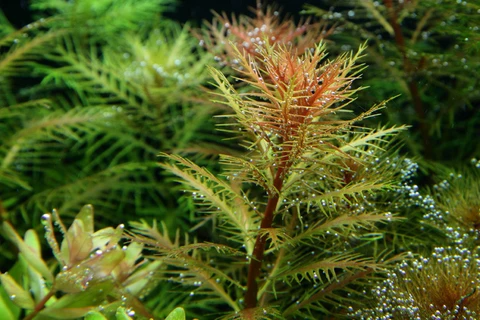Proserpinaca Palustris TC - IC403