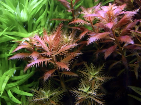 Proserpinaca Palustris TC - IC403