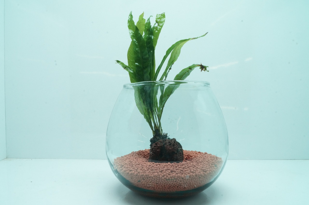 Java Fern - Wabi Kusa