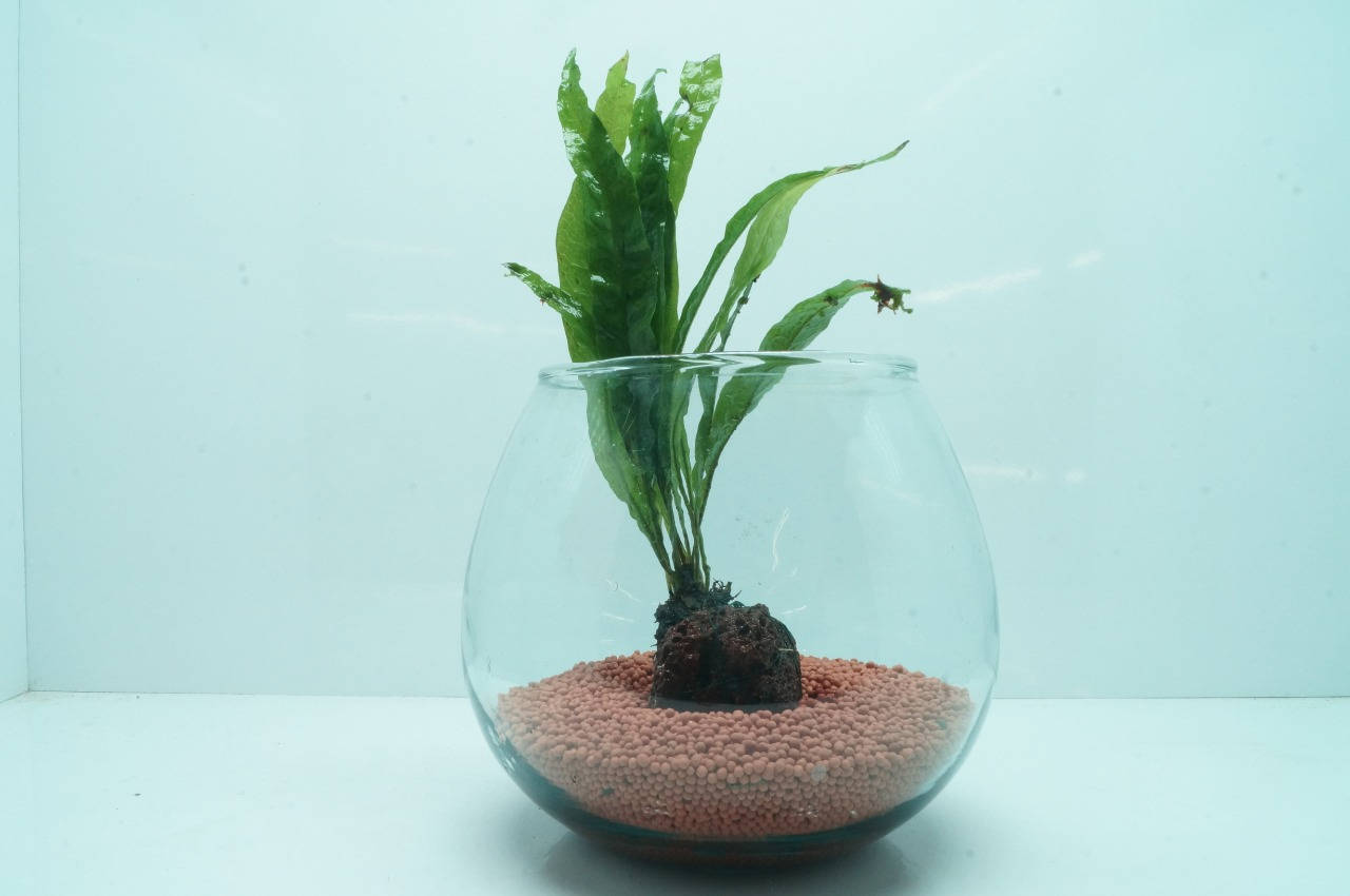 Java Fern - Wabi Kusa